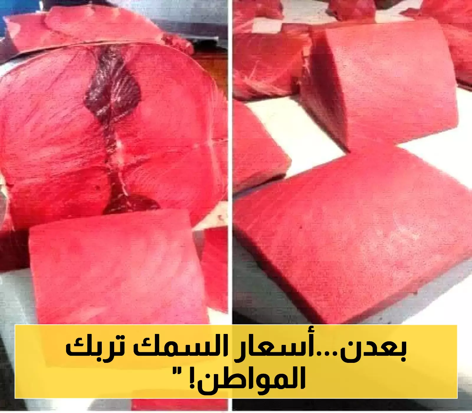 أسعار جديدة ومختلفة للأسماك في أسواق الصيد بعدن: الثمد يستقر عند 10000 ريال للكيلو