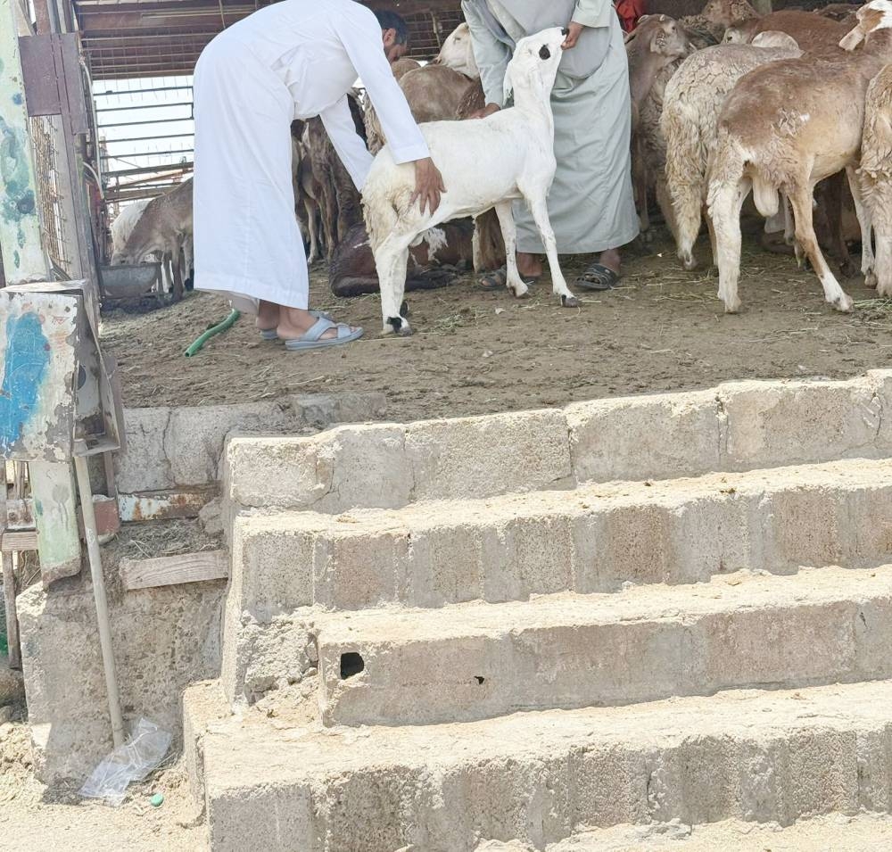 أسواق النفع بلا موازين… عكاظ ترصد الوضع قبل 7 أيام من بدء التطبيق