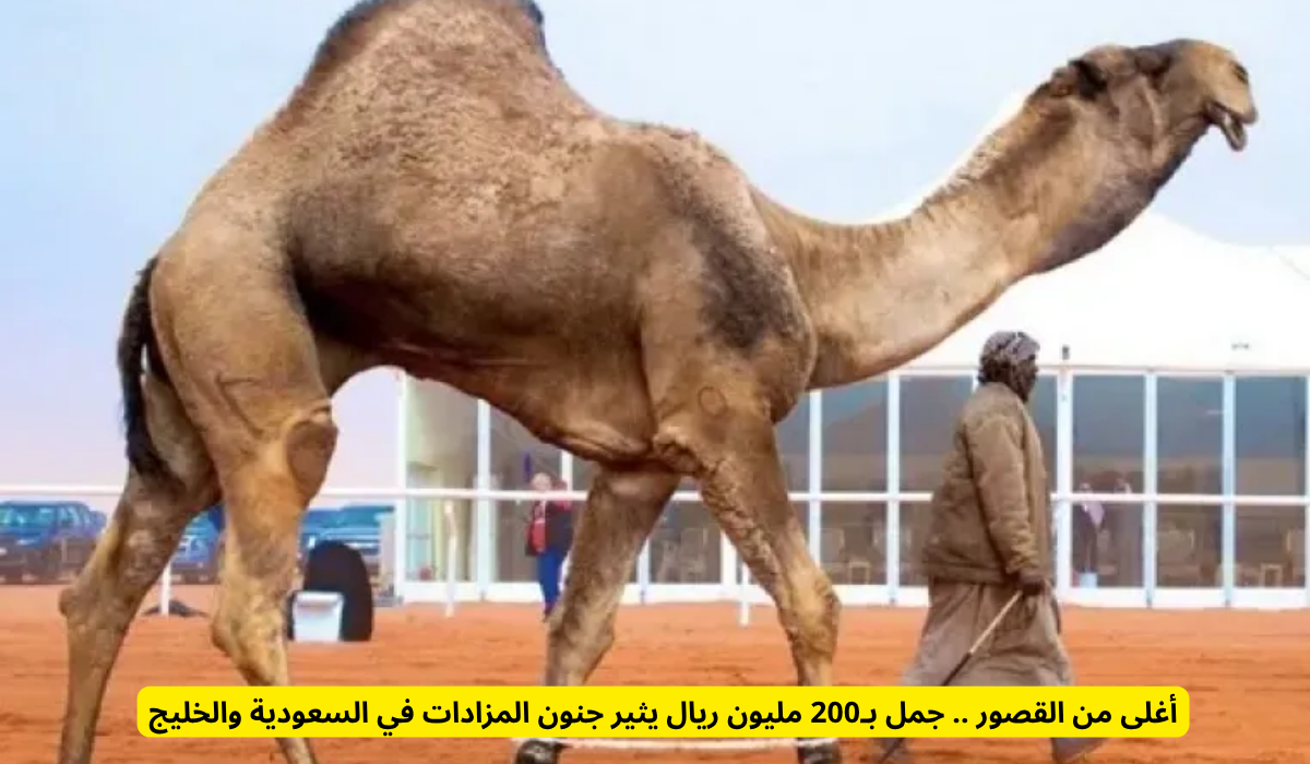 جمل يتجاوز قيمته 200 مليون ريال يُحدث ضجة في مزادات السعودية والخليج!
