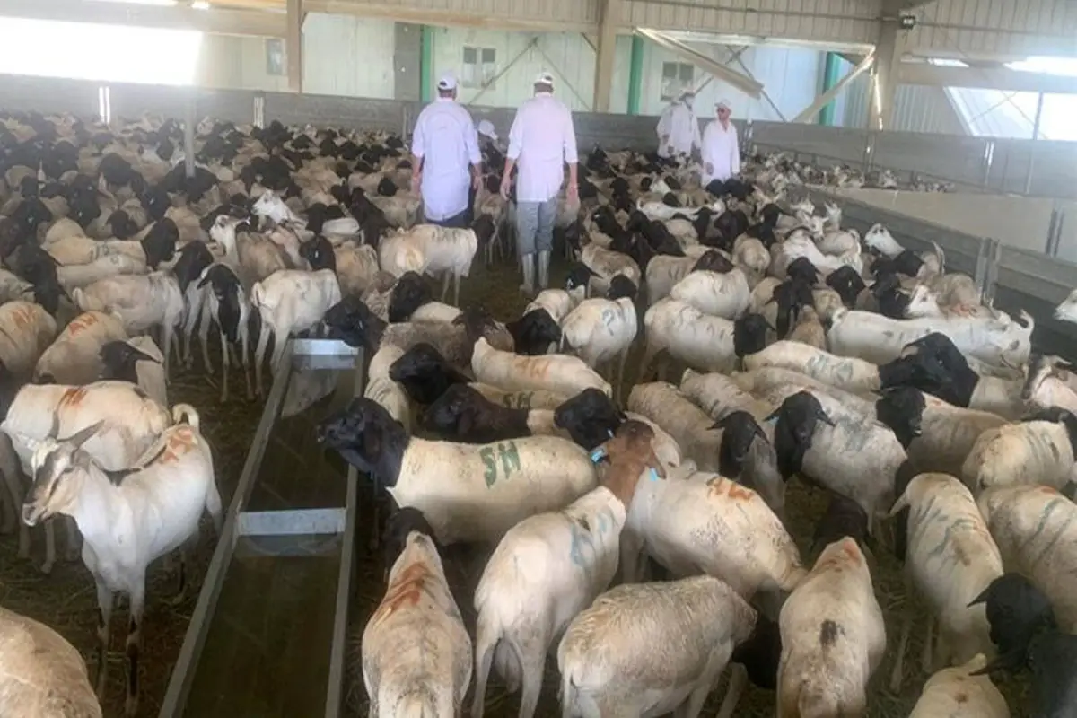 السعودية تثمن جهود البعثة البيطرية المصرية في نجاح موسم الهدي والأضاحي
