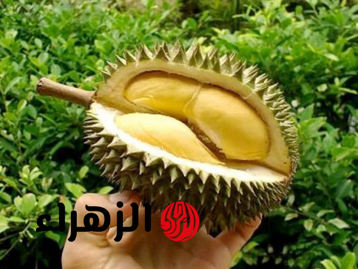 شاب يمني من عائلة فقيرة يحقق حلمه بزراعة فاكهة نادرة تُباع بـ 12 ألف جنيه في مصر: السعوديون يتهافتون على الاستثمار!