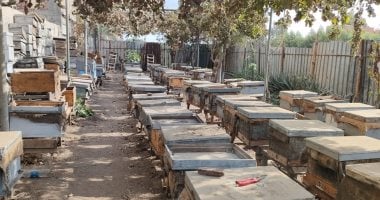 نحال يؤكد: عسل نوارة البرسيم آمن تماماً لمرضى السكري
